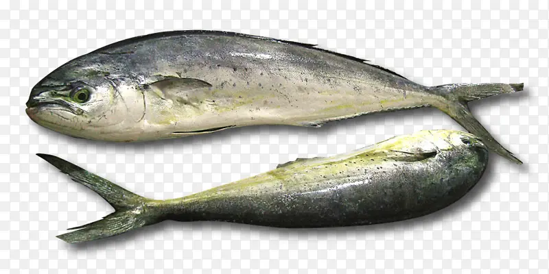 鱼 沙丁鱼 鱼制品