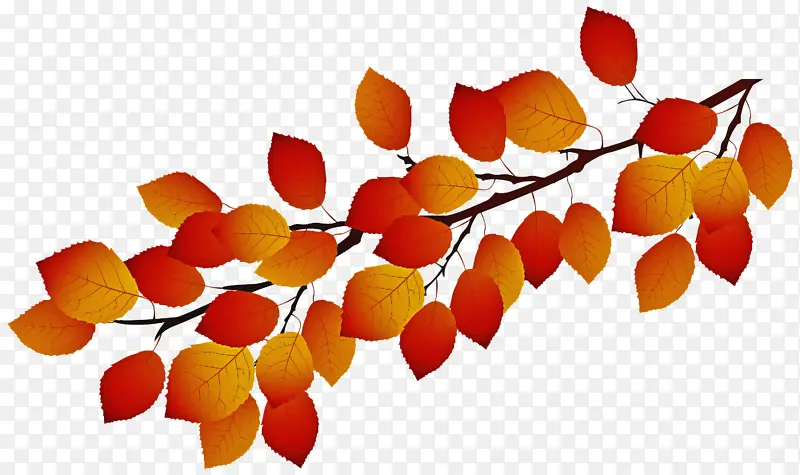叶子 橙色 树