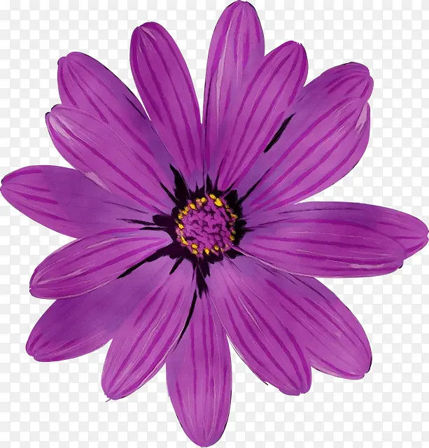 菊花 切花 紫色