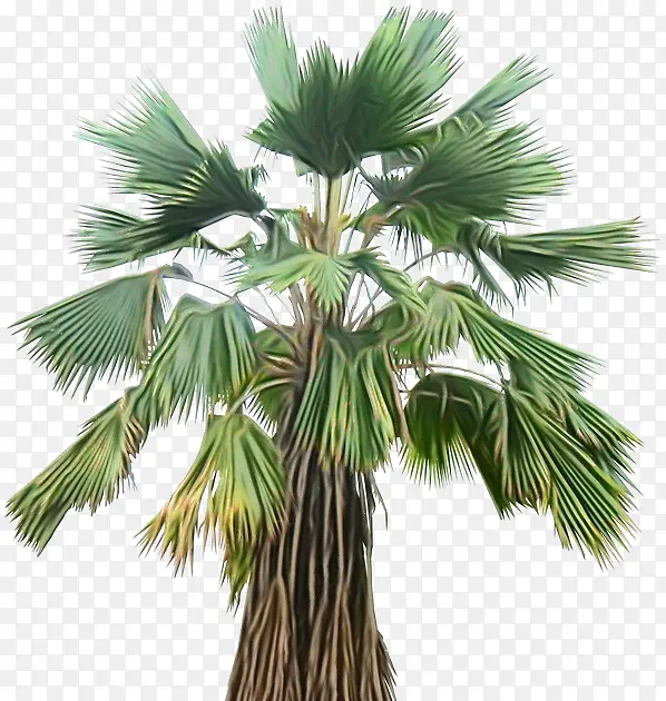 亚洲棕榈 椰子 棕榈树