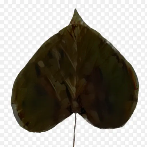 叶 棕色 植物