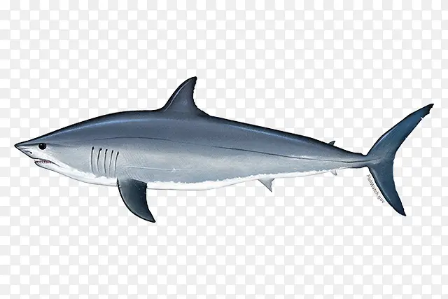 大白鲨 琉球群岛 鱼类