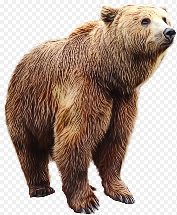 熊 阿拉斯加半岛棕熊 灰熊