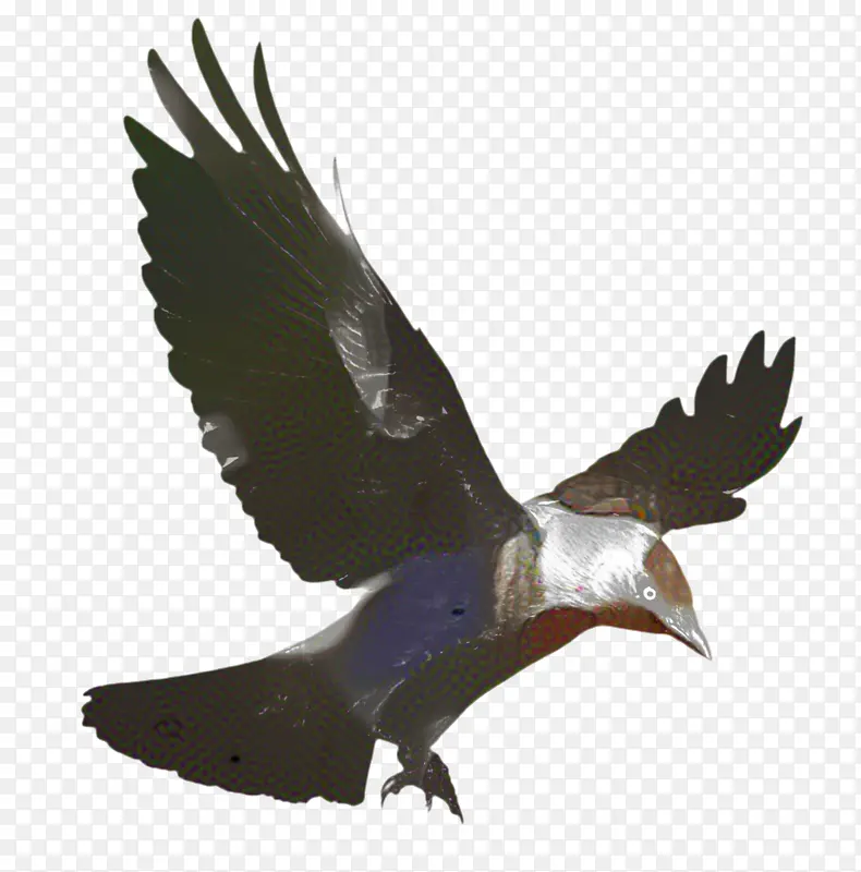 乌鸦 鸟类插图 美国乌鸦