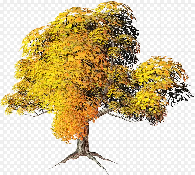 秋天的树 树 秋天
