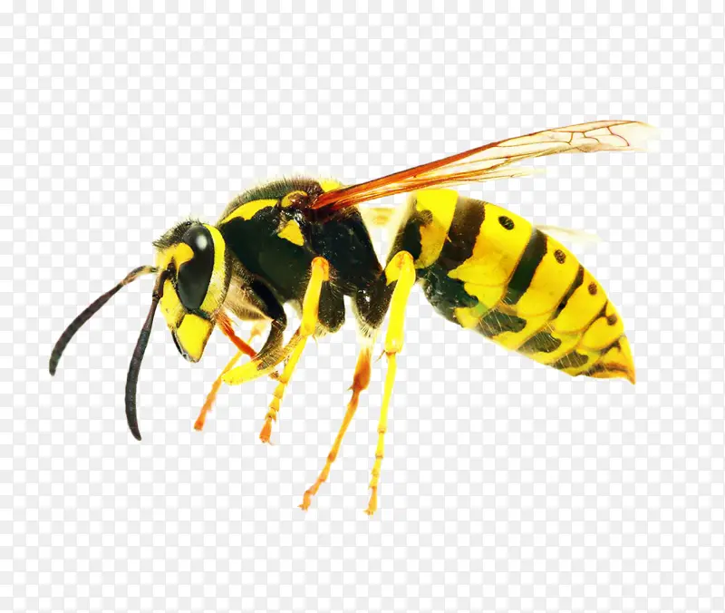 昆虫 蜜蜂 黄蜂