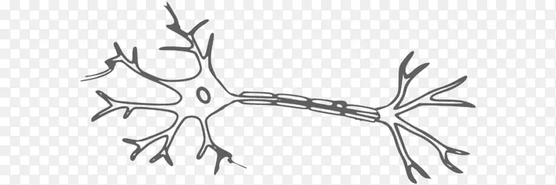 神经丝 神经元 人工神经网络