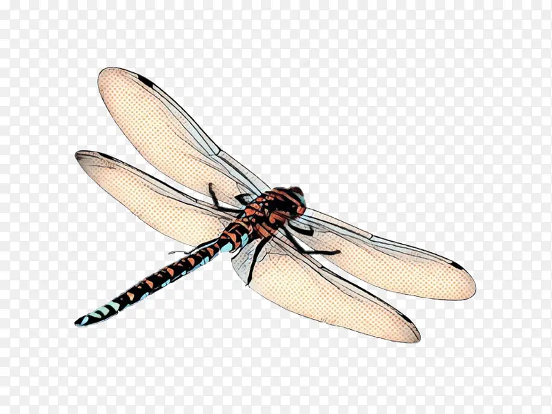昆虫翅膀 蜻蜓翅膀 寡妇掠食者