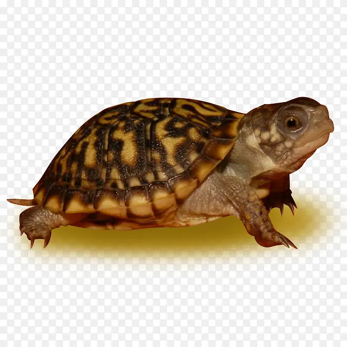 箱龟 海龟 乌龟