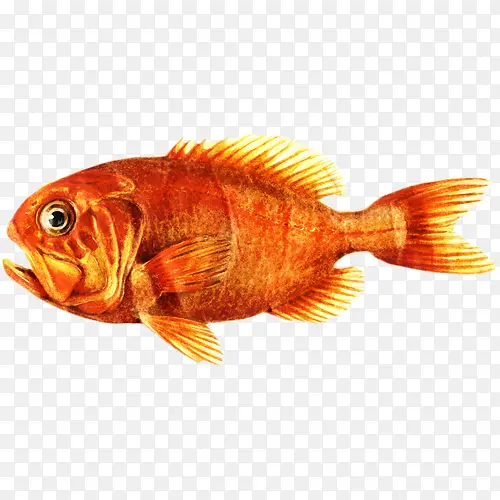 金鱼 橙粗鱼 鱼