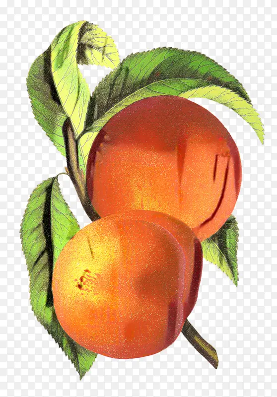 桃子 水果 绘画