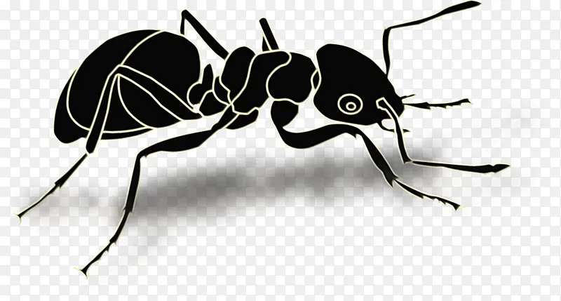 蚂蚁 昆虫 蚁后