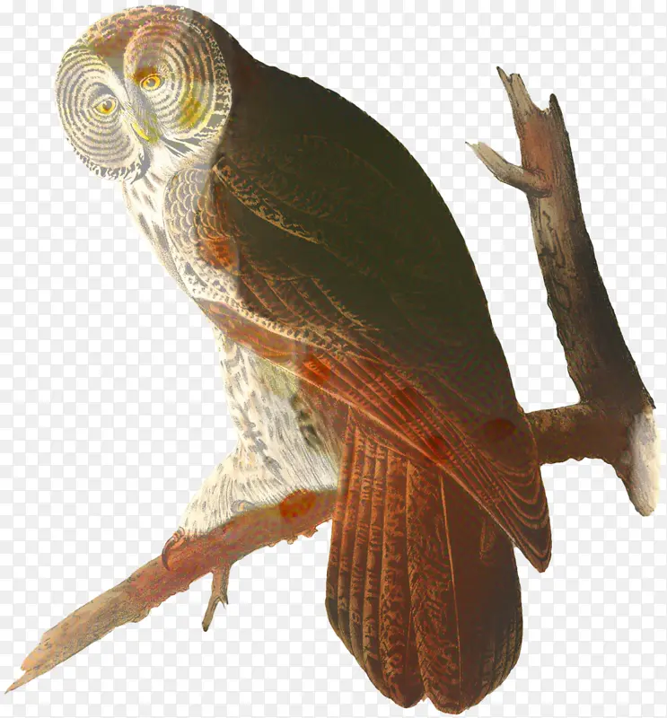 猫头鹰 美洲鸟类 鸟类