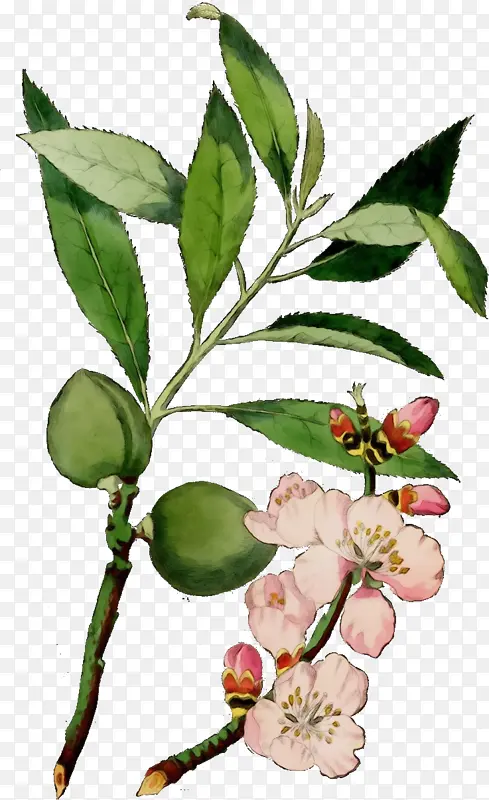植物茎 嫩枝 花PNG图片素材下载_图片编号6791187-PNG素材网