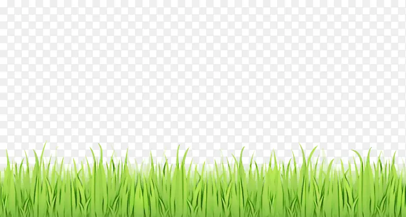 草坪 绿色 香根草