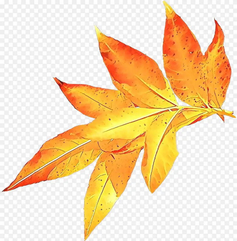 秋天 树叶 图画