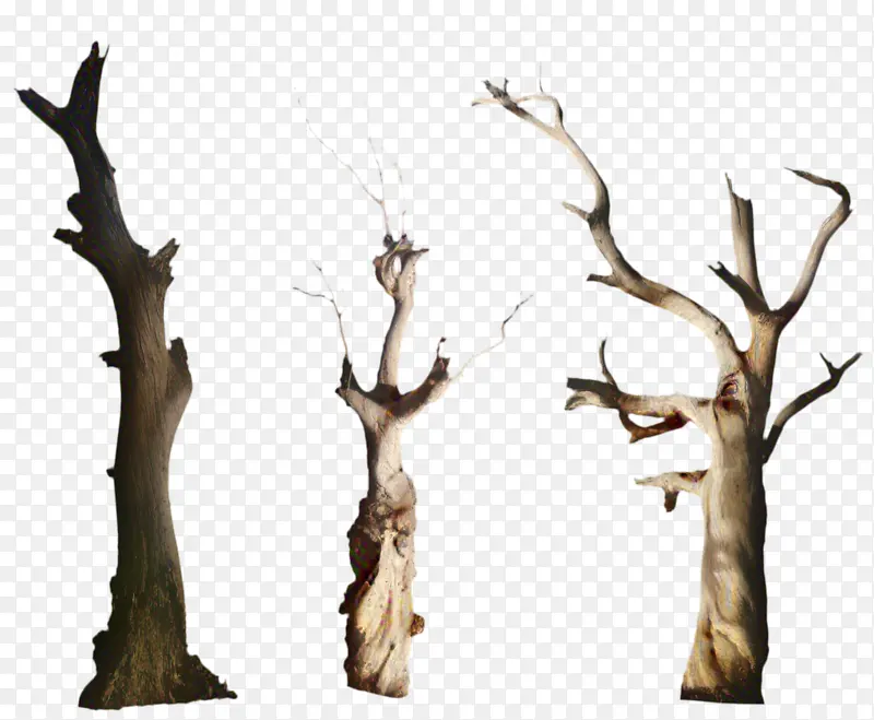 木材 树枝 树木