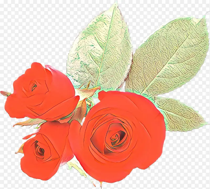 花园玫瑰 卷心菜玫瑰 花朵