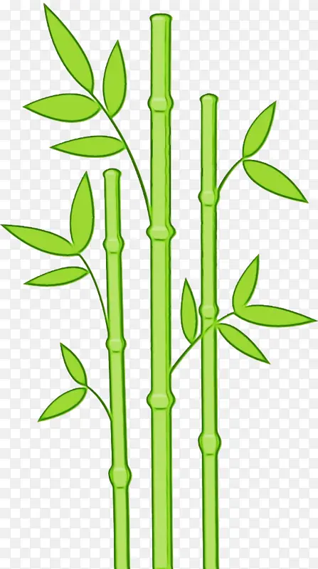 植物茎 植物 热带木本竹子