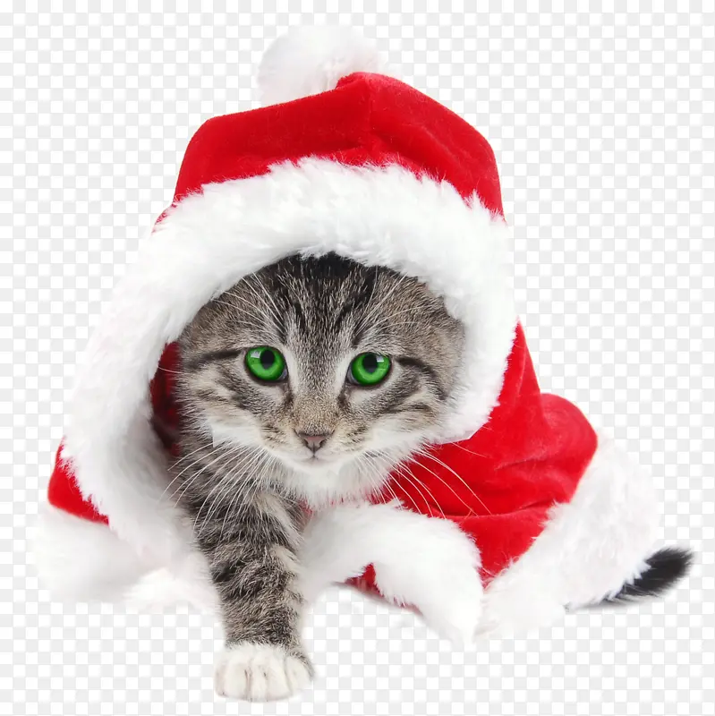 圣诞老人 猫 小猫