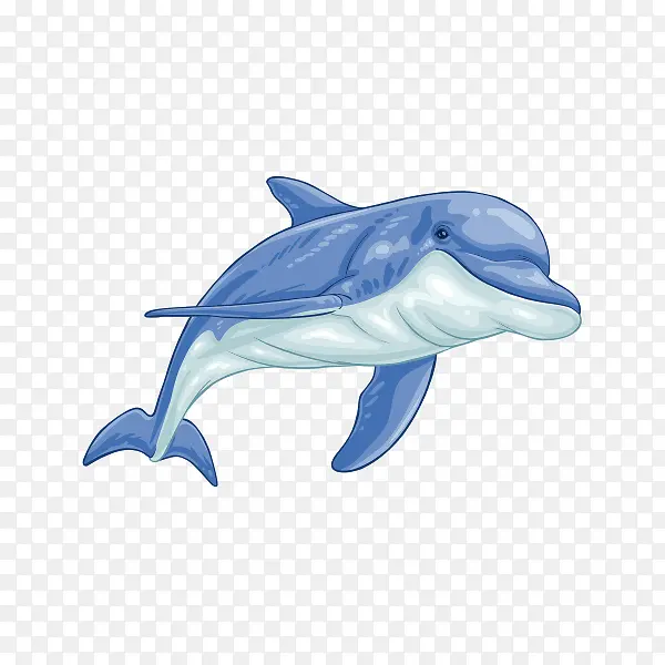短喙海豚 海豚 全脂海豚