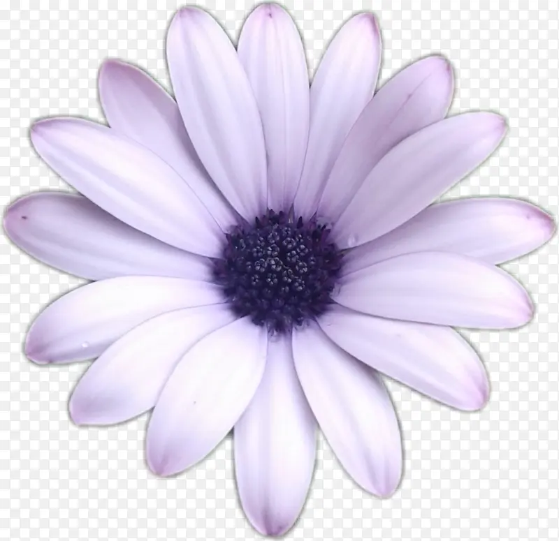 紫罗兰 花朵 紫色