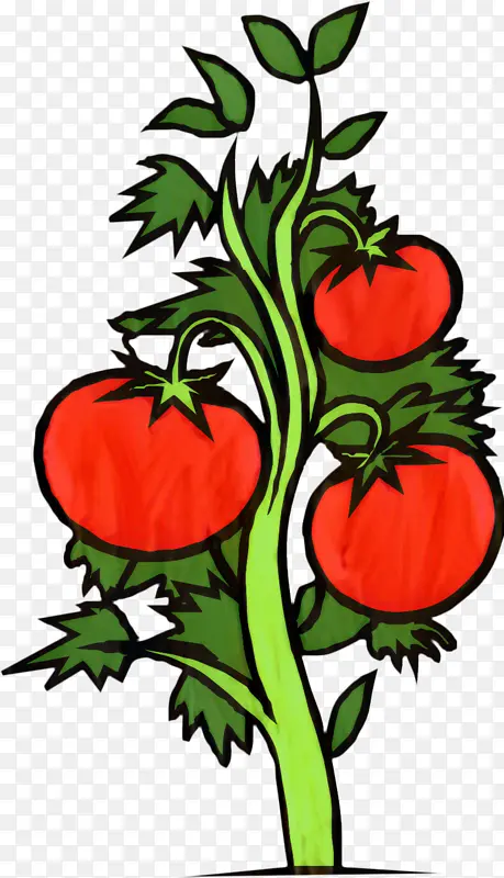 樱桃番茄 素描 植物