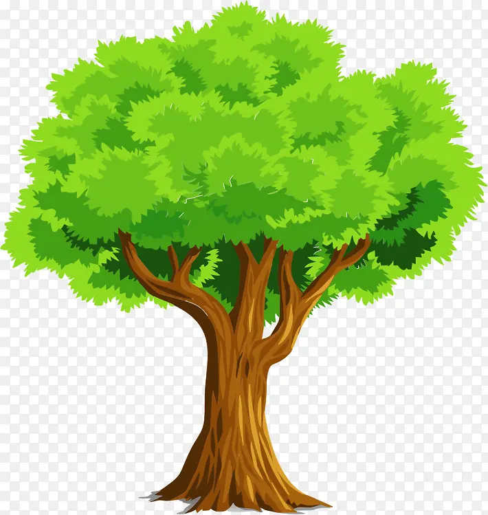 树 橡树 绿色