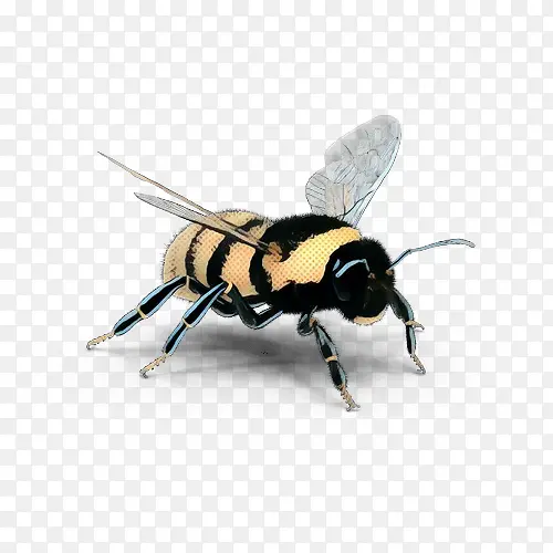 蜜蜂 昆虫 真蝇科