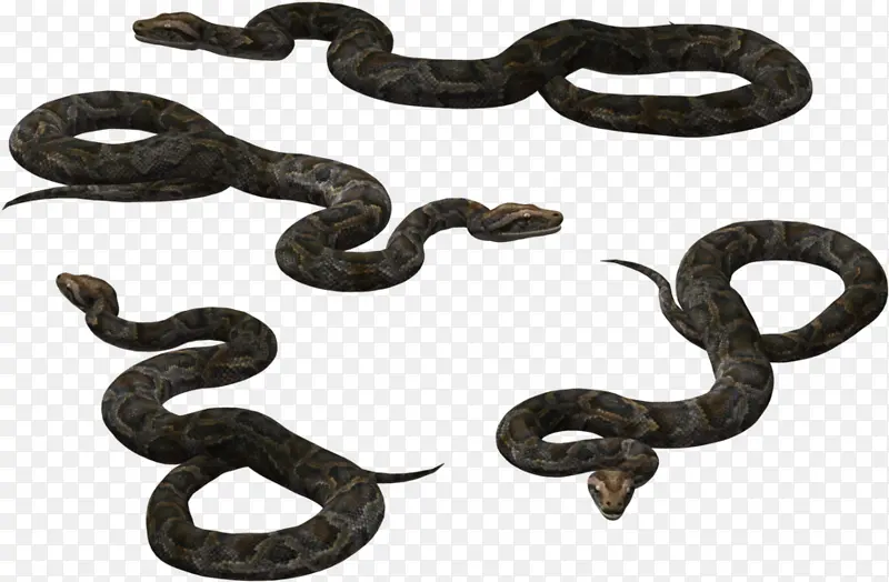 王蛇 毒蛇 蛇