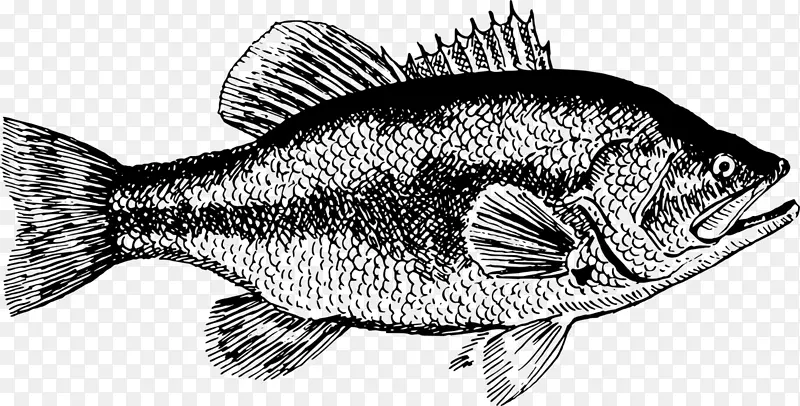 凤尾鱼 黑海鲈鱼 鱼