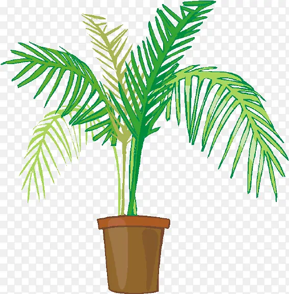 棕榈树 室内植物 植物