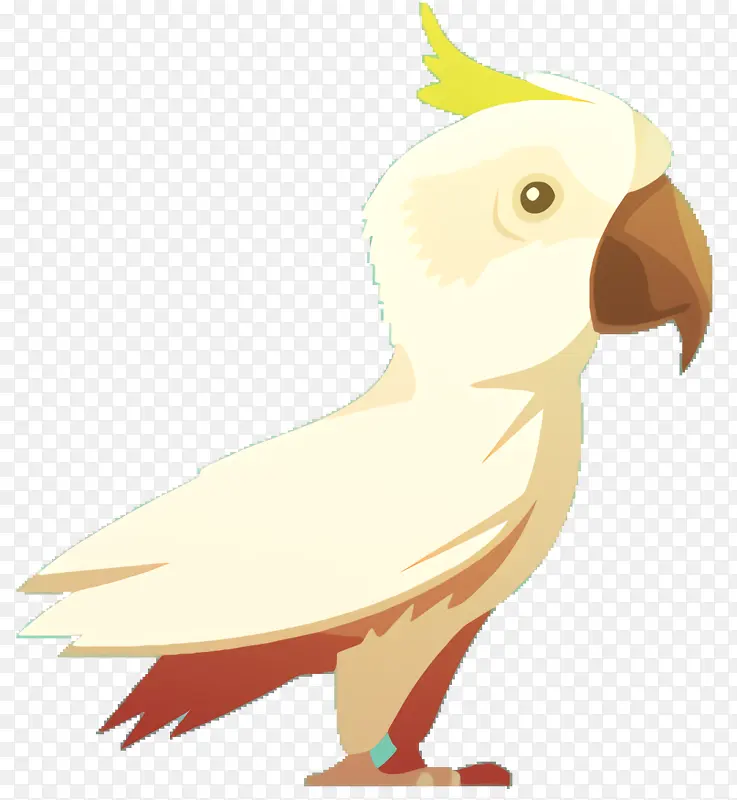 凤头鹦鹉 鹦鹉 鸟