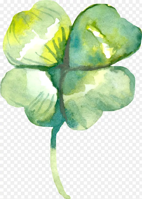四叶三叶草 水彩画 绘画