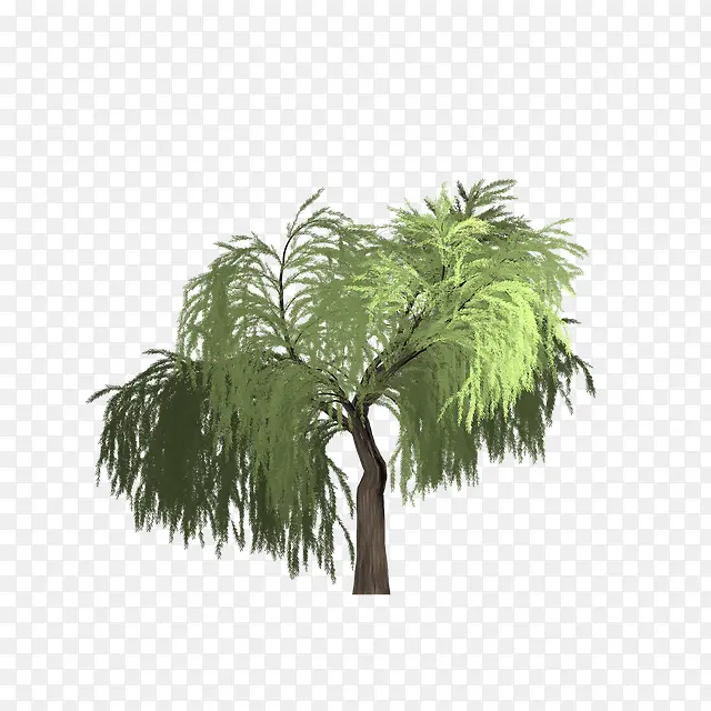 柳树 树木 亚洲棕榈