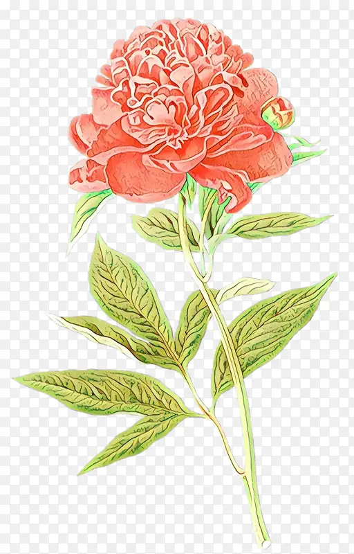 玫瑰 牡丹 素描