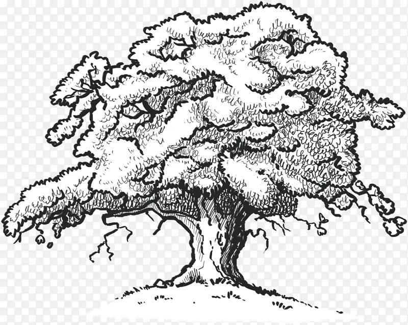 绘画 白橡树 树木
