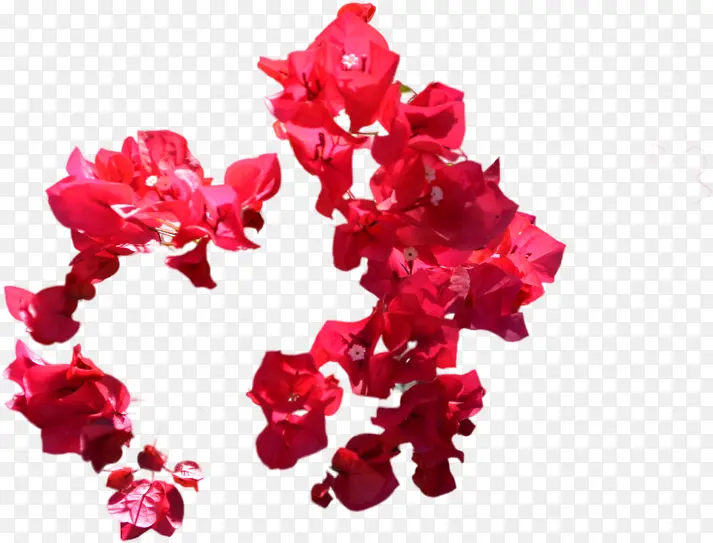 花朵 红色 素描
