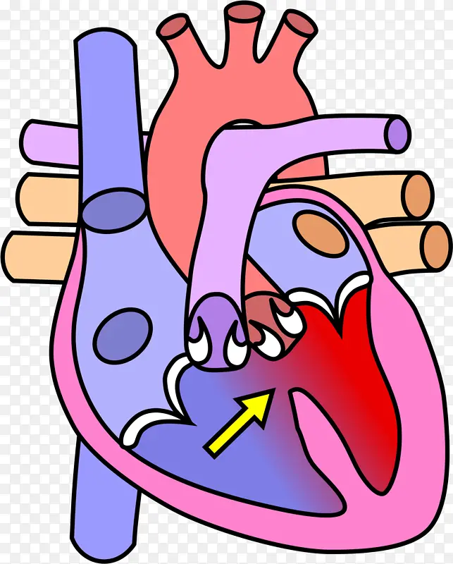 心脏 图表 心脏解剖