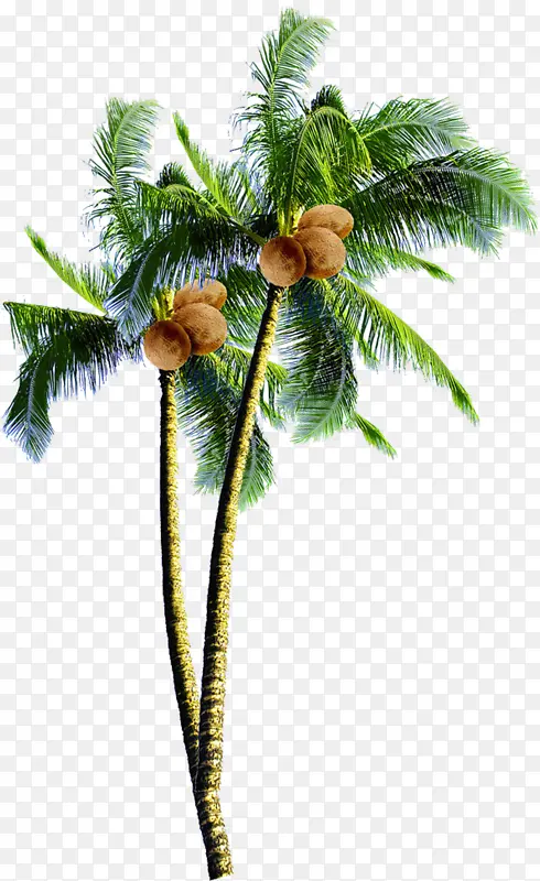 椰子 棕榈树 椰子酱