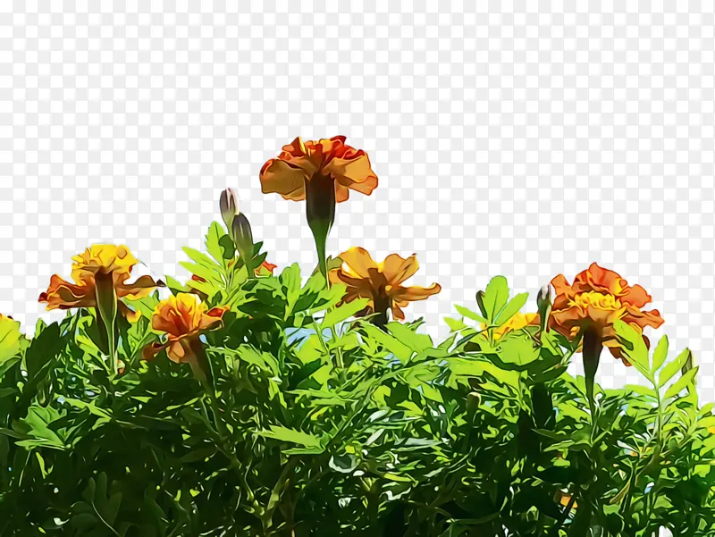 万寿菊 开花 花