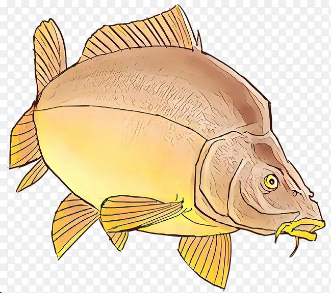 北方红鲷鱼 鱼产品 鲑鱼