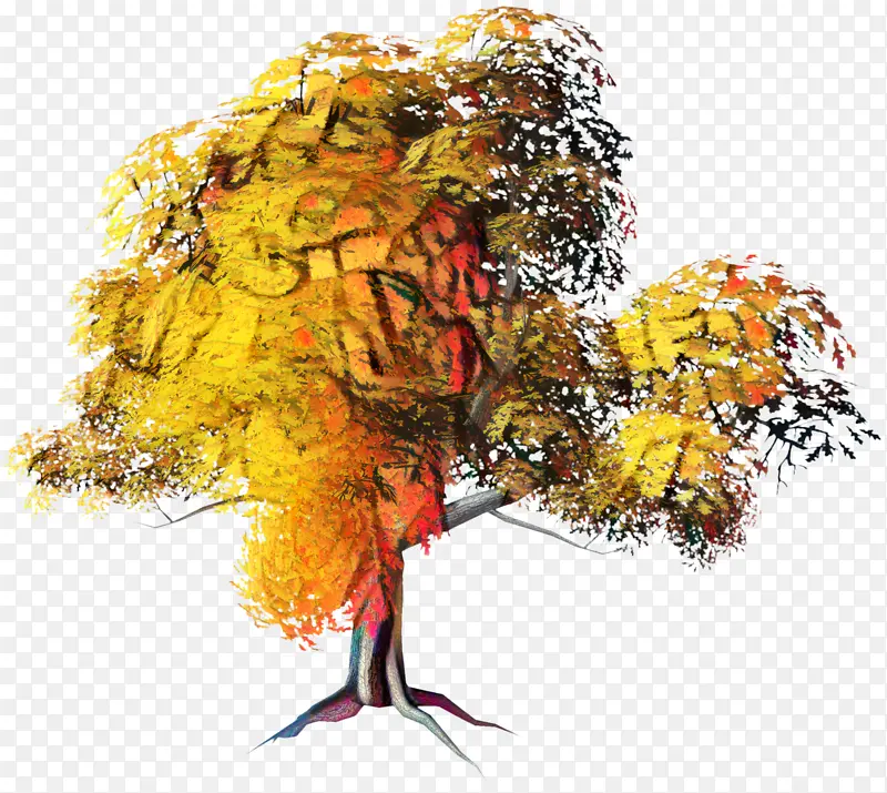 树 秋天的树 秋天的叶子颜色