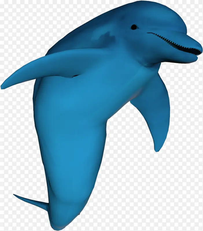 短喙普通海豚 海豚 粗齿海豚