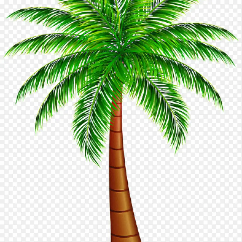 棕榈树 侏儒枣椰 椰子