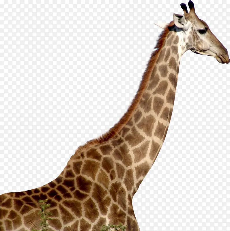长颈鹿 网页设计 剪影