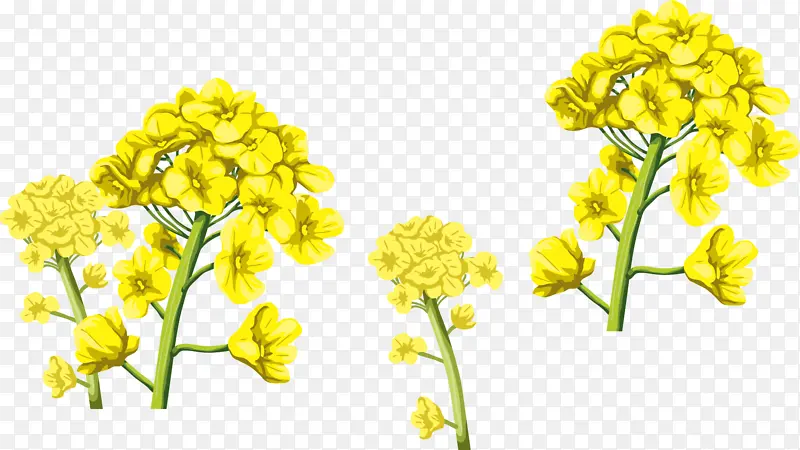 黄色 油菜 花