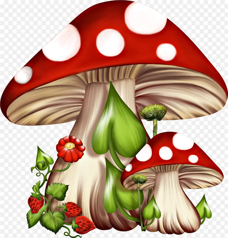蘑菇 真菌 飞木耳