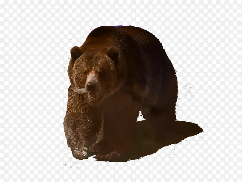 灰熊 熊 北极熊