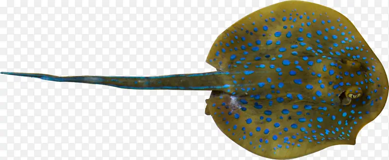 电鳐 深海鱼 鞭尾黄貂鱼